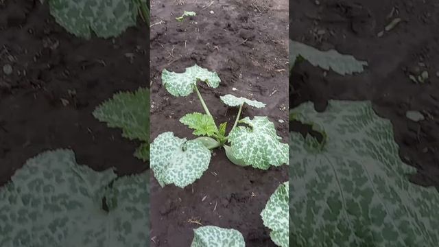 Мой огород. Часть 1 #огород #кабачки смотреть онлайн