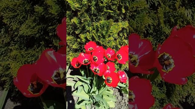 Саженцы добра. V2.0. сл. М. Кулик.  20.04.2023 г.