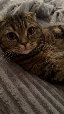 🐯ЛЮБЛЮ ЛЕЖАТЬ НА ЩЕЧКЕ🐯