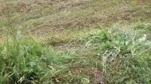 Работаю бензокосой Zimani 226R / Holzfforma 226 R по кочкам и ямам.