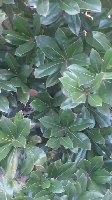 The biggest #Magnolia #grandiflora after -16C (3F) in usda 6b. Магнолия вечнозелё? смотреть онлайн