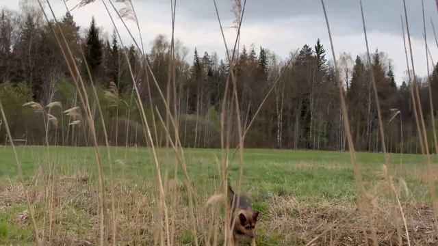 Рыбалка на реке с моей Собакой / Реальная рыбалка смотреть онлайн