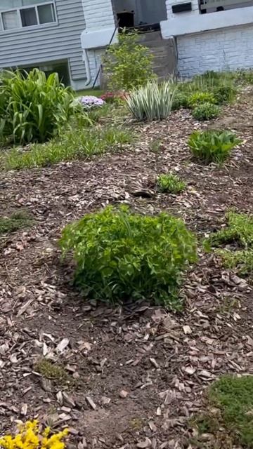 Разбиваем клумбу. Работа в саду. смотреть онлайн