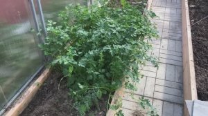 Будет ли урожай, пересадила петрушку из теплицы на грядку