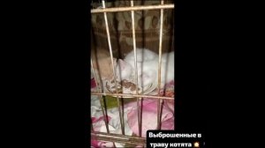 Они в траве под деревом сидели,брошенные человеческой рукой  . Теперь - в приюте. 
В безопасности.
