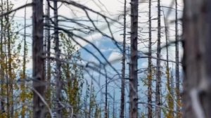 Тур к вулкану Толбачик. Камчатка