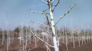 Жëсткая обрезка персика, формировка высокое веретено.