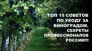 Узнай, как вырастить виноград даже на Севере. Все секреты в одном месте!