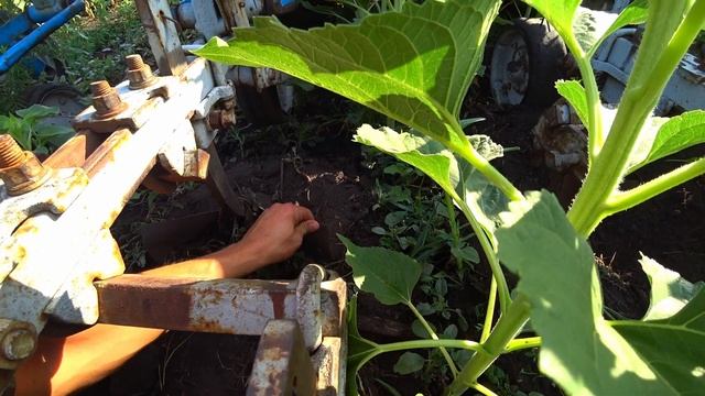 ❗❗Налаштування у полі культиватора міжрядної обробк