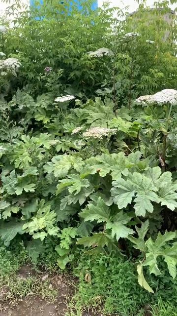 Борщевик Сосновского в Москве! Ужас!!! Ядовитый борщев? смотреть онлайн