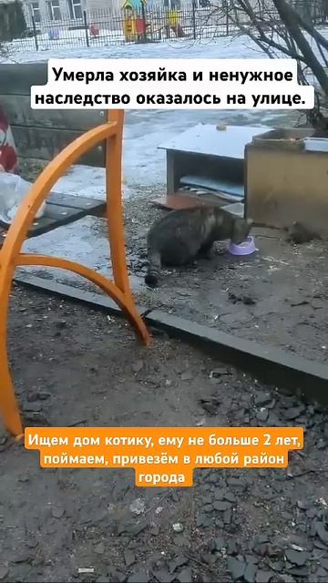 Санкт-Петербург, ЛО Котику ищем дом +79213350475 #cat #straycatrescue смотреть онлайн