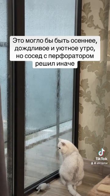 #перфоратор #кот #сосед #осень #дождь #утро смотреть онлайн