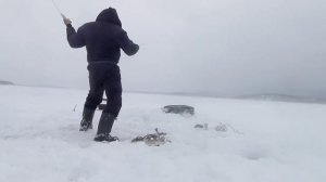 Огромные наваги рвут леску. Зимняя рыбалка в де кастри