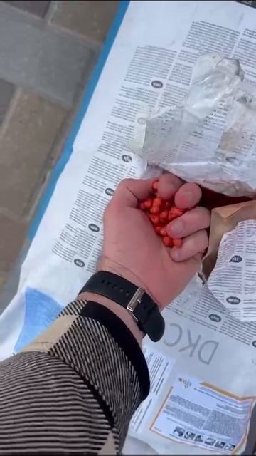 Семена кукурузы ДКС 3636 смотреть онлайн