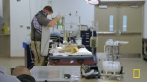 Wild Dog vs. Allergies (Full Episode) | Secrets of the Zoo: Tampa | Nat Geo Animals