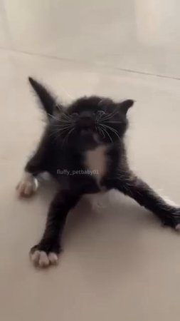 Забавные котики  - # 16 2025 год