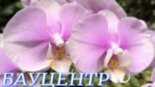 №1086/ СВЕЖИЕ чудесные ОРХИДЕИ в БАУЦЕНТРЕ