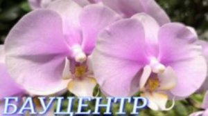 №1086/ СВЕЖИЕ чудесные ОРХИДЕИ в БАУЦЕНТРЕ
