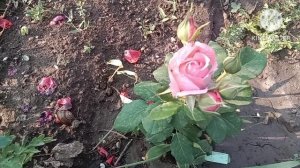 Перво́е цветение розочек от Полины Козловой.