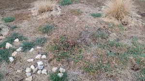 Обзор на рокарий и обрезка пеннисетума лисохвостного