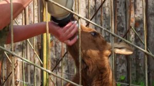 (4.06.2025) Сразу несколько питомцев пополнили зооцентр "Питон"