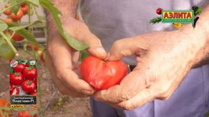 УЛЬТРАСКОРОСПЕЛЫЙ томат ПОЛНА ХАТА F1. Высокое содержа