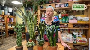 Сансевиерия. Грамотный уход за сансевиерий: полив, пер