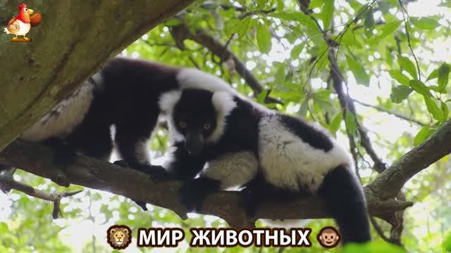 Животный мир планеты – красота и грация созданий Природы 🦁🦚🐵 Выпуск (95) 🐻🦉🦝