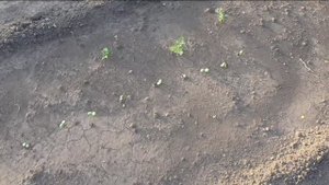 Арбузы  взошли