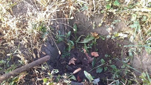 Обрезка молодых кустов винограда. смотреть онлайн