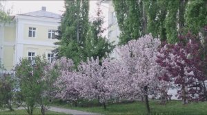 MIRACLE red flowers 🌸🌸🌸magic SYRINGA Lilac🌺Squirrels 🐿️🐿️🐿️lunch🌰🌰🌰цветение сакура