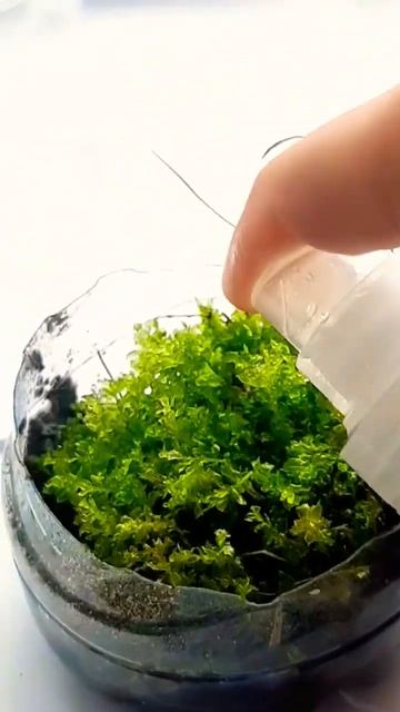 ||выращивание мха день1|| сорри что пропала просто я в д? смотреть онлайн