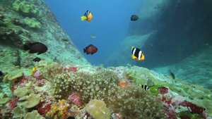 футаж - с Морскими рыбками HD