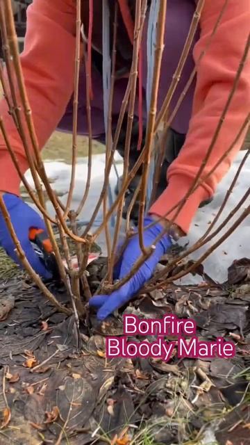 #hydrangea #paniculata #bloodymarie#bonfire #гортензія #гортензия #garden#flower# смотреть онлайн