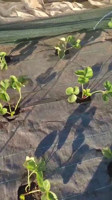 *Мариека* сорт клубники. Рассада на лето 2025 г. Тел. 890383675 смотреть онлайн