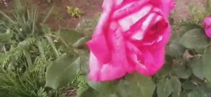 Ещё немного роз вам покажу Они не только красивые ,но и изумительно пахнут.