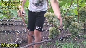 Марсан- ранний технический виноград.