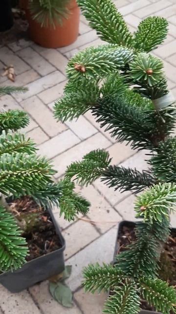 🌲Пихта Нордмана Робуста | Telegram: https://t.me/love_is_hvoiny_dvorik