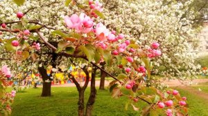 Волки в овечьей шкуре