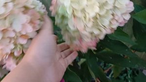 Гортензия Бонфаер, моя любовь. Красивая новинка в мое?
