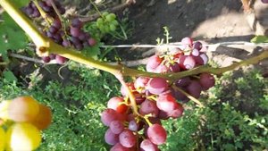 Виноград Мускат Новошахтинский