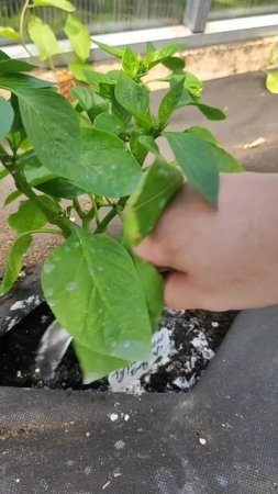 1 ложка под куст и они вмиг заплодоносят дадут урожай ведрами, не болеют