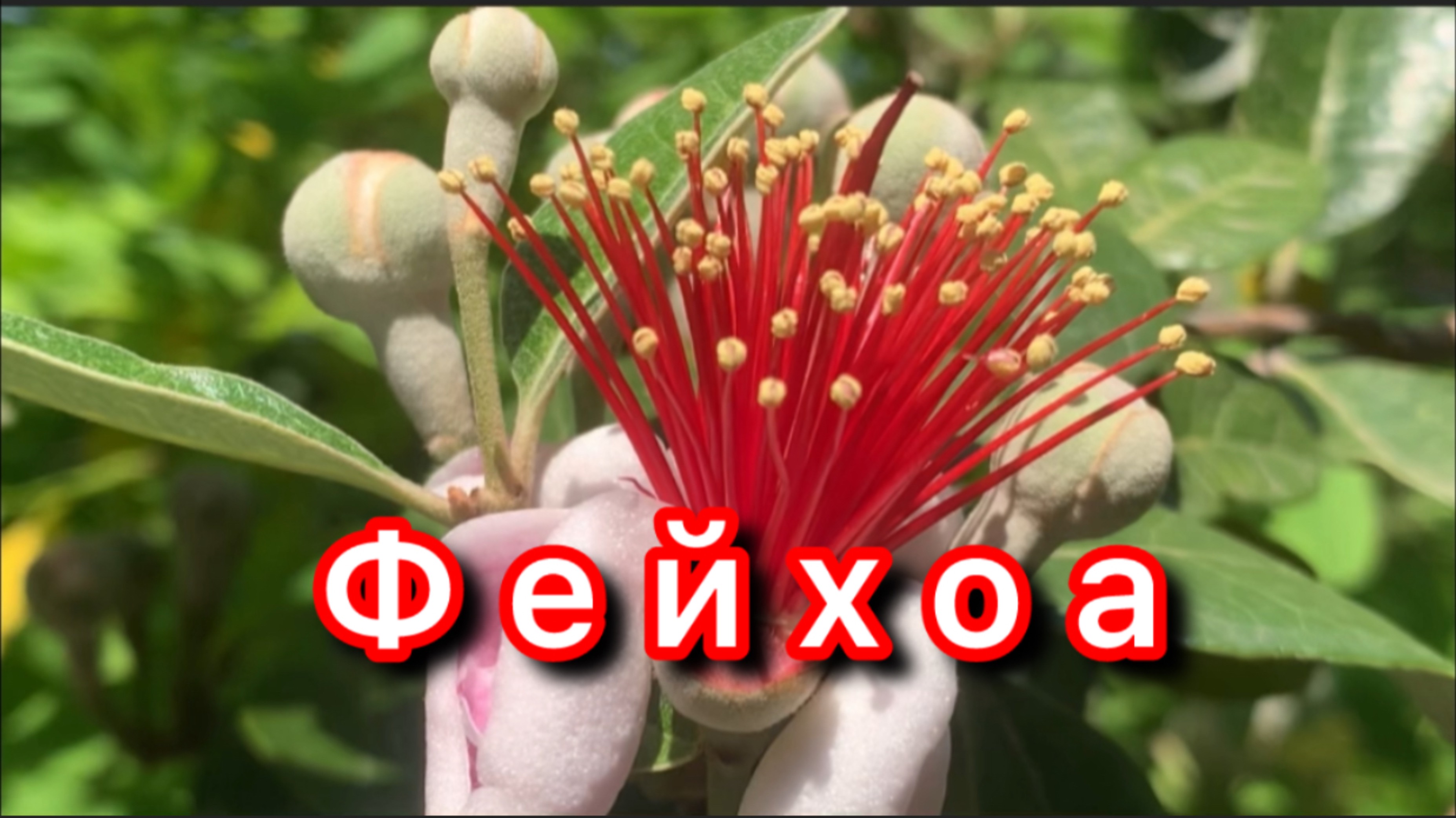 Фейхоа: Экзотическая польза прямо из сада! 🌿