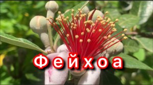 Фейхоа: Экзотическая польза прямо из сада! 🌿