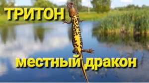 ТРИТОН - местный дракон.