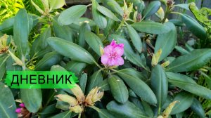 Дневник 1.06.2025.
