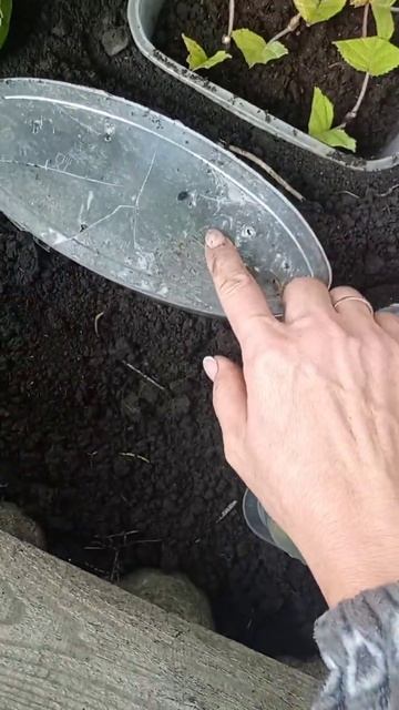 Это мой первый опыт в выращивании гортензии 🤗 смотреть онлайн