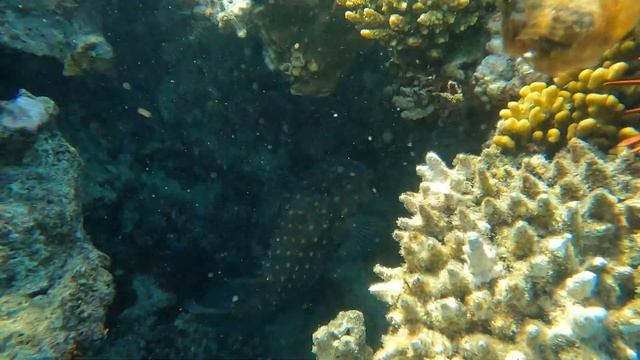 Рыба шар. Puffin fish. смотреть онлайн