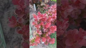барбарис Тумберга Флоренс. глянцевый красавчик. Барна