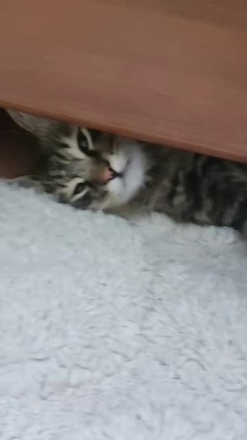 Это кто-то слишком много ест! #cat #веселыекоты #прикольн смотреть онлайн